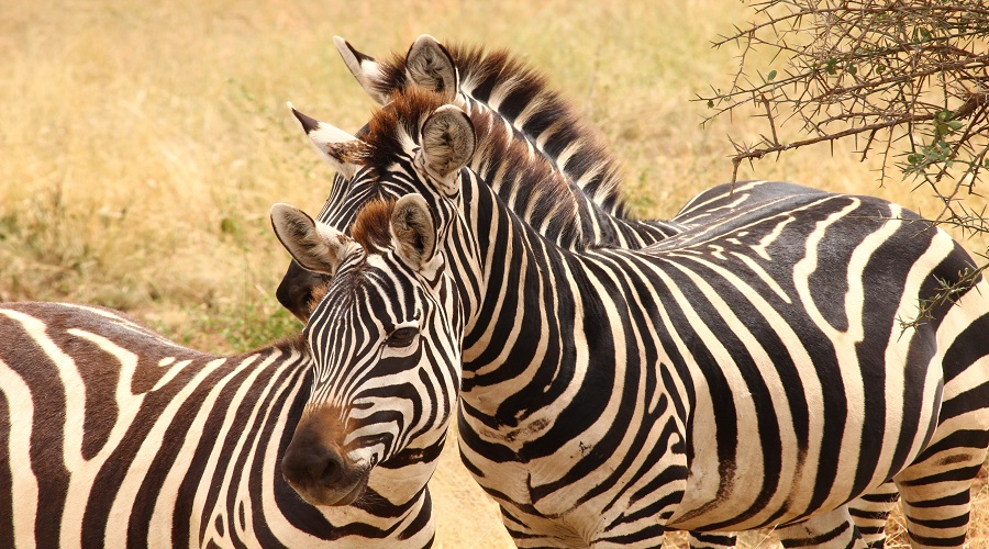 Discover the 2 Days Tanzania Camping Safari